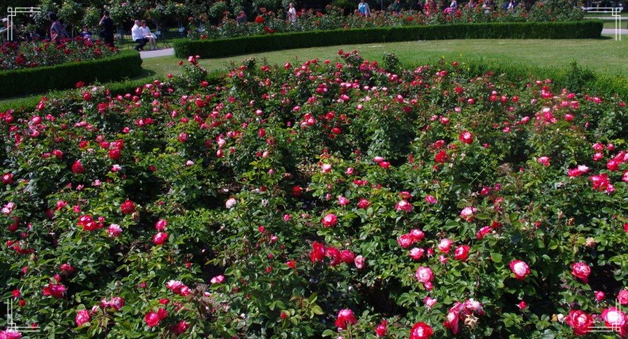 Nostalgie róże wielkokwiatowe